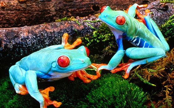 Cosplay Challenges: How to Push Your Creativity to the Limit