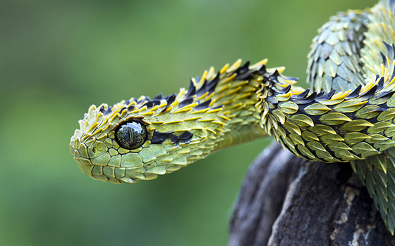 The Best Cosplay Accessories You Can’t Ignore